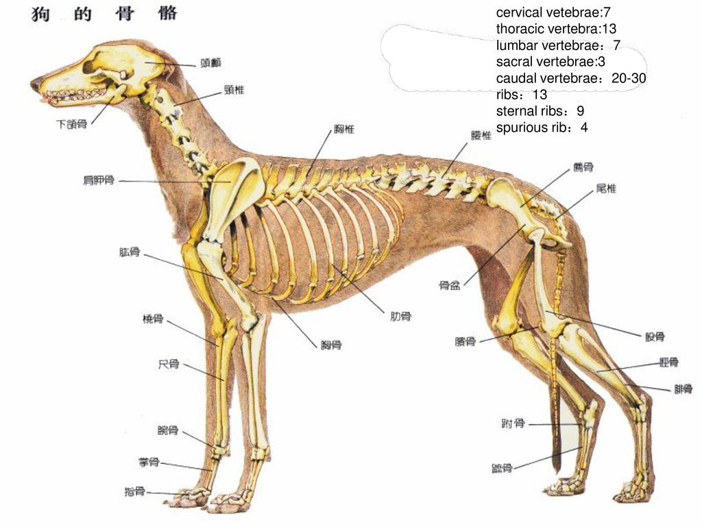 犬 解剖结构与生理习性 课程名称:宠物疾病诊治